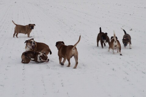 Continental Bulldog Seeblickbulls 070115 Continental Bulldog Seeblickbulls 070115