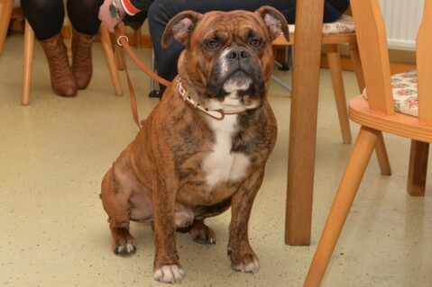 Continental Bulldog Seeblickbulls 070116 Continental Bulldog Seeblickbulls 070116