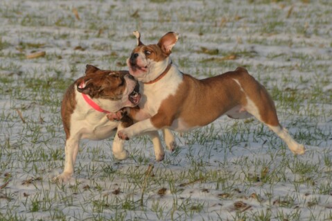 Continental Bulldog Seeblickbulls 070117 Continental Bulldog Seeblickbulls 070117