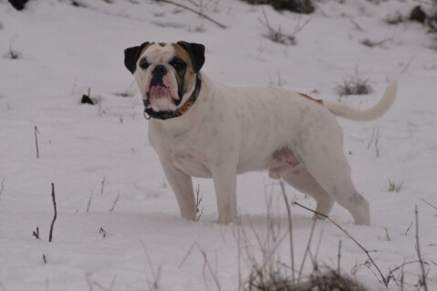 Continental Bulldog Seeblickbulls 070118 Continental Bulldog Seeblickbulls 070118
