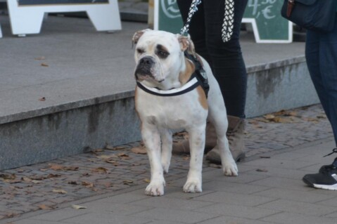 Continental Bulldog Seeblickbulls 070119 Continental Bulldog Seeblickbulls 070119