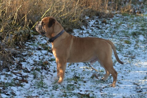 Continental Bulldog Seeblickbulls 070122 Continental Bulldog Seeblickbulls 070122