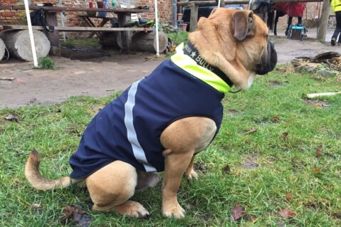 Continental Bulldog Seeblickbulls 070123 Continental Bulldog Seeblickbulls 070123