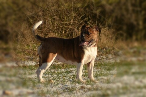 Continental Bulldog Seeblickbulls 070124 Continental Bulldog Seeblickbulls 070124