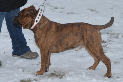Continental Bulldog Seeblickbulls 070125 Continental Bulldog Seeblickbulls 070125