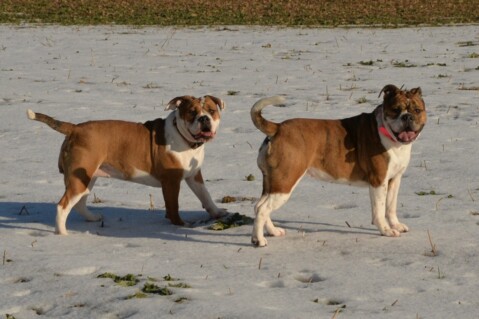 Continental Bulldog Seeblickbulls 070127 Continental Bulldog Seeblickbulls 070127