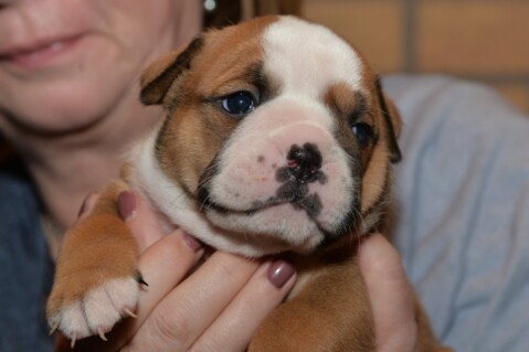 Continental Bulldog Seeblickbulls 070203 Continental Bulldog Seeblickbulls 070203