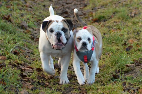 Continental Bulldog Seeblickbulls 070204 Continental Bulldog Seeblickbulls 070204