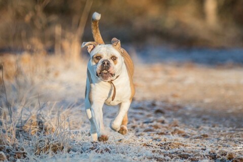 Continental Bulldog Seeblickbulls 070210 Continental Bulldog Seeblickbulls 070210