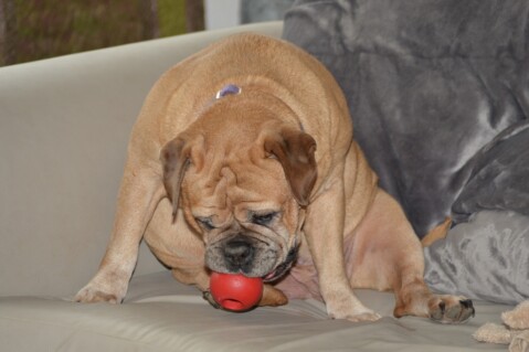 Continental Bulldog Seeblickbulls 070211 Continental Bulldog Seeblickbulls 070211
