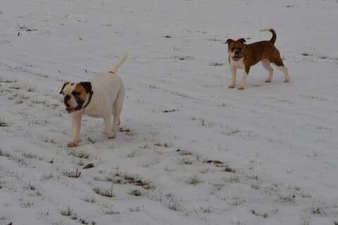 Continental Bulldog Seeblickbulls 070212 Continental Bulldog Seeblickbulls 070212