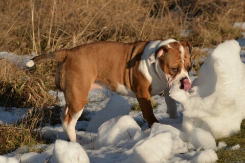 Continental Bulldog Seeblickbulls 070213 Continental Bulldog Seeblickbulls 070213
