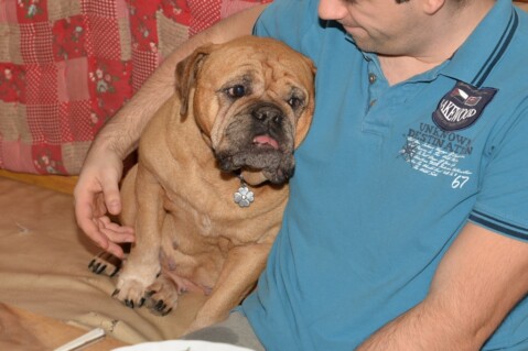 Continental Bulldog Seeblickbulls 070214 Continental Bulldog Seeblickbulls 070214