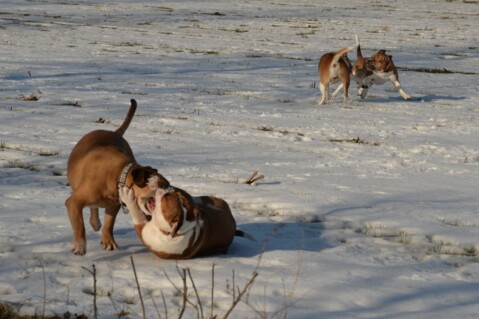 Continental Bulldog Seeblickbulls 070215 Continental Bulldog Seeblickbulls 070215