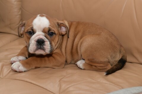 Continental Bulldog Seeblickbulls 070216 Continental Bulldog Seeblickbulls 070216