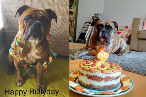Continental Bulldog Seeblickbulls 070218 Continental Bulldog Seeblickbulls 070218