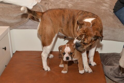 Continental Bulldog Seeblickbulls 070219 Continental Bulldog Seeblickbulls 070219