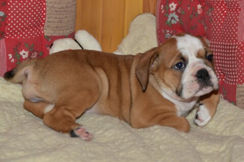 Continental Bulldog Seeblickbulls 070222 Continental Bulldog Seeblickbulls 070222