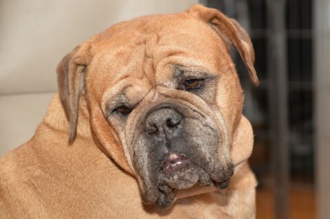 Continental Bulldog Seeblickbulls 070301 Continental Bulldog Seeblickbulls 070301
