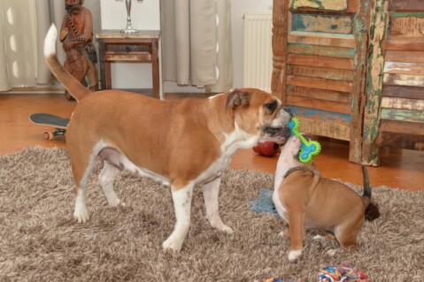 Continental Bulldog Seeblickbulls 070305 Continental Bulldog Seeblickbulls 070305