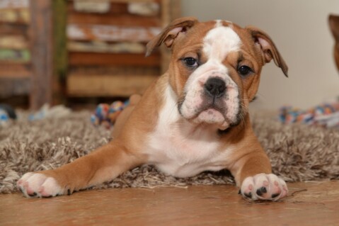 Continental Bulldog Seeblickbulls 070308 Continental Bulldog Seeblickbulls 070308