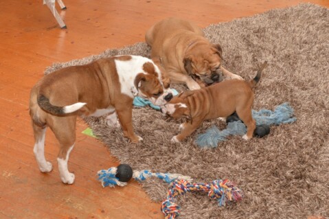 Continental Bulldog Seeblickbulls 07030 Continental Bulldog Seeblickbulls 07030