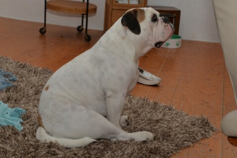 Continental Bulldog Seeblickbulls 070312 Continental Bulldog Seeblickbulls 070312