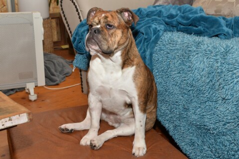 Continental Bulldog Seeblickbulls 070313 Continental Bulldog Seeblickbulls 070313