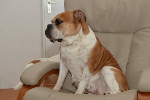 Continental Bulldog Seeblickbulls 070314 Continental Bulldog Seeblickbulls 070314