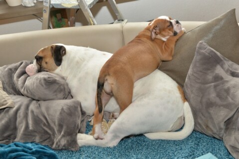 Continental Bulldog Seeblickbulls 070315 Continental Bulldog Seeblickbulls 070315
