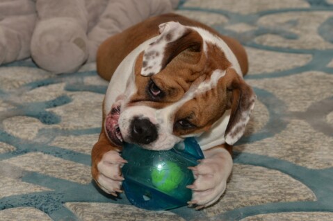 Continental Bulldog Seeblickbulls 070317 Continental Bulldog Seeblickbulls 070317