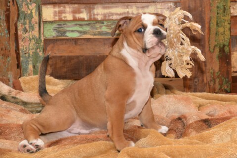 Continental Bulldog Seeblickbulls 070320 Continental Bulldog Seeblickbulls 070320