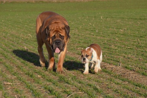 Continental Bulldog Seeblickbulls 070321 Continental Bulldog Seeblickbulls 070321