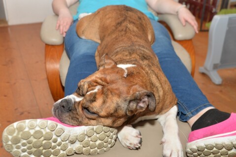 Continental Bulldog Seeblickbulls 070322 Continental Bulldog Seeblickbulls 070322