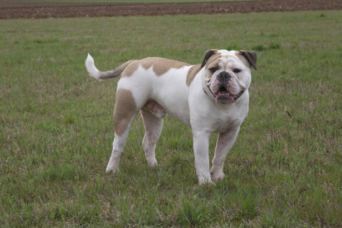 Continental Bulldog Seeblickbulls 070323 Continental Bulldog Seeblickbulls 070323