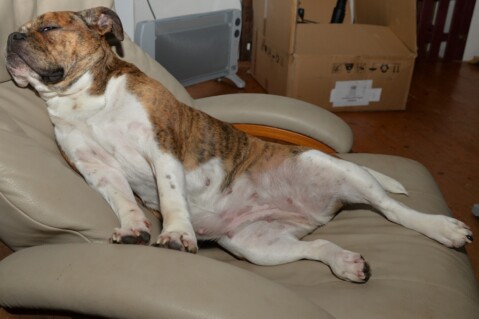 Continental Bulldog Seeblickbulls 070324 Continental Bulldog Seeblickbulls 070324