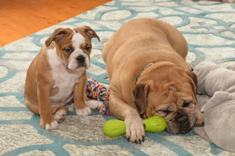 Continental Bulldog Seeblickbulls 070325 Continental Bulldog Seeblickbulls 070325