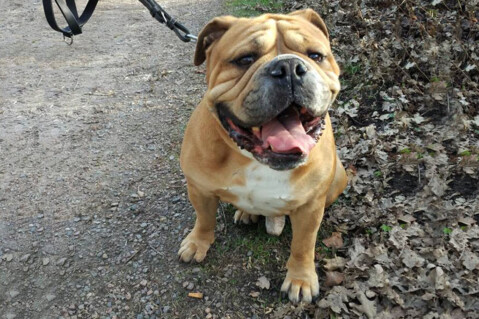 Continental Bulldog Seeblickbulls 070329 Continental Bulldog Seeblickbulls 070329