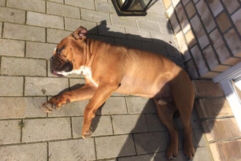 Continental Bulldog Seeblickbulls 070330 Continental Bulldog Seeblickbulls 070330