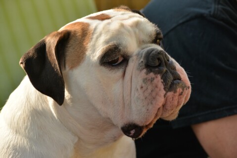 Continental Bulldog Seeblickbulls 070405 Continental Bulldog Seeblickbulls 070405
