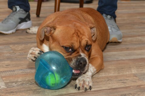 Continental Bulldog Seeblickbulls 070407 Continental Bulldog Seeblickbulls 070407