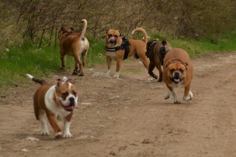 Continental Bulldog Seeblickbulls 070411 Continental Bulldog Seeblickbulls 070411