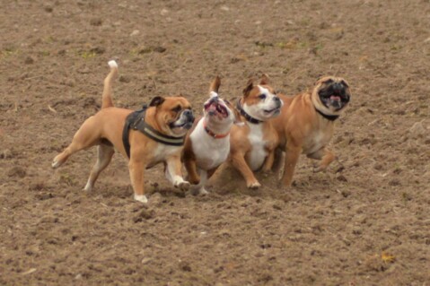 Continental Bulldog Seeblickbulls 070412 Continental Bulldog Seeblickbulls 070412
