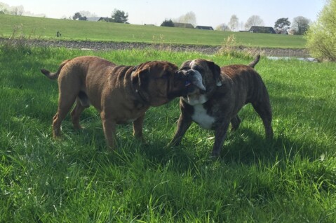 Continental Bulldog Seeblickbulls 070415 Continental Bulldog Seeblickbulls 070415