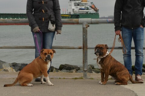 Continental Bulldog Seeblickbulls 070416 Continental Bulldog Seeblickbulls 070416