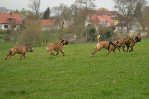 Continental Bulldog Seeblickbulls 070417 Continental Bulldog Seeblickbulls 070417