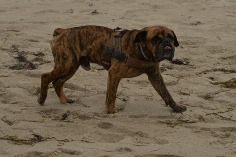 Continental Bulldog Seeblickbulls 070419 Continental Bulldog Seeblickbulls 070419