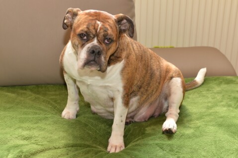 Continental Bulldog Seeblickbulls 070420 Continental Bulldog Seeblickbulls 070420