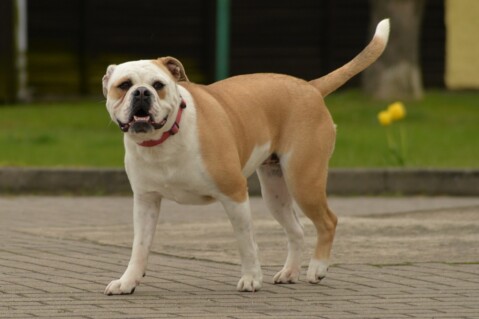 Continental Bulldog Seeblickbulls 070421 Continental Bulldog Seeblickbulls 070421