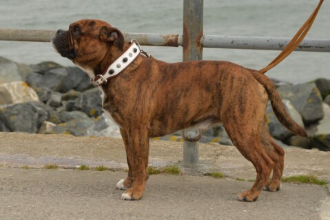 Continental Bulldog Seeblickbulls 070422 Continental Bulldog Seeblickbulls 070422